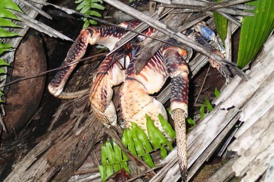 Crabe des cocotiers