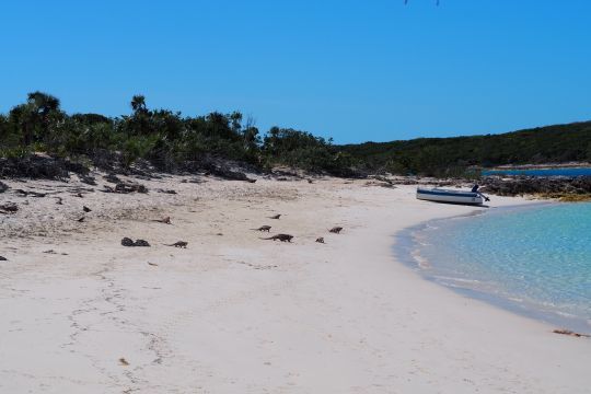 Les iguanes roses à Leaf Cay