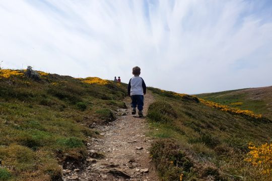 Le sentier côtier de Belle-île et ses ajoncs