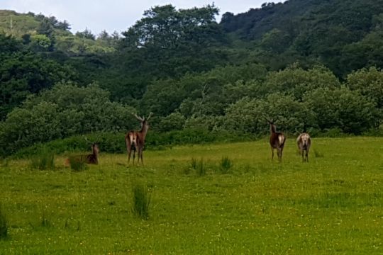 Cerf élaphes de Jura, Ecosse