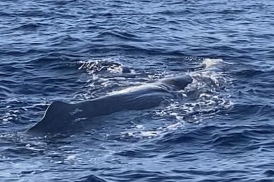 Et même un cachalot qui dort en travers la route