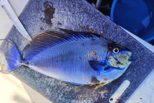 Un nason zébré pêché depuis le bateau