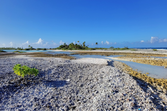 Le paysage diversifié sur le motu