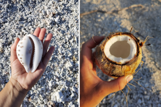 Beaucoup de gros coquillages et des noix de coco sur le motu