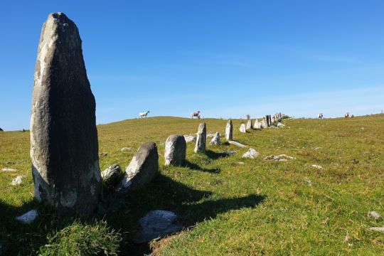 Les moutons, gardiens d'Inishkea