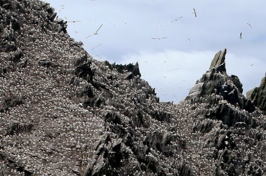 Réserve d'oiseaux sur Little Skellig