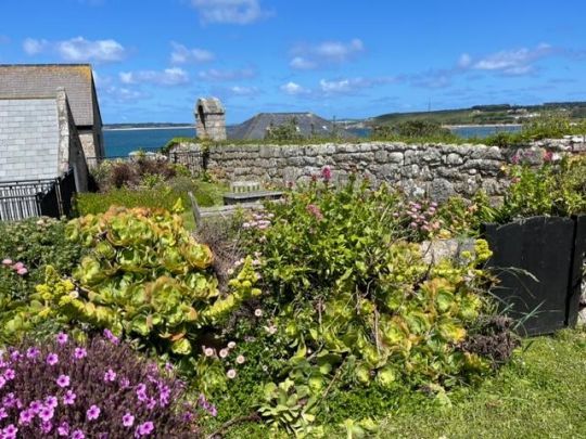 La flore de St Mary's est exceptionnelle. On y trouve beaucoup de fleurs, de plantes grasses et exotiques. A gauche, on découvre un géranium de Madère. Les anglais voyageaient beaucoup et ont ramené aux Scilly des plantes qui s'y sont plus en raison du Gulf Stream, un micro-climat propice aux jardins exotiques. 