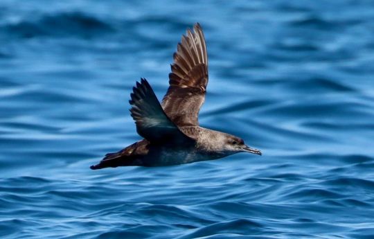 Puffin des Baléares © Gaétan Guyot