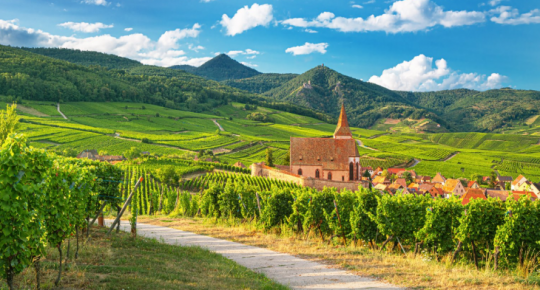 Vignoble d'Alsace © La Revue du vin de France