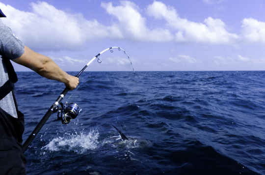 Pêcher au large des poissons imposants.