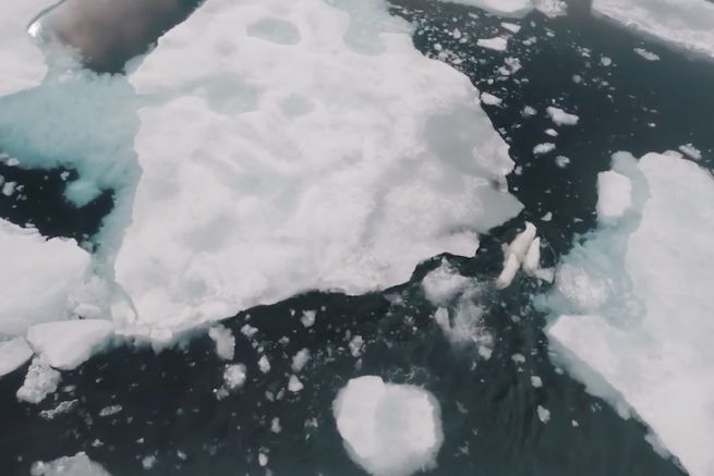 Bajo el Polo III: Slalom entre hielo y osos polares