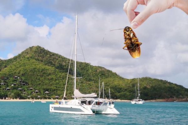 Navegacin tropical, cmo evitar la cucaracha a bordo?