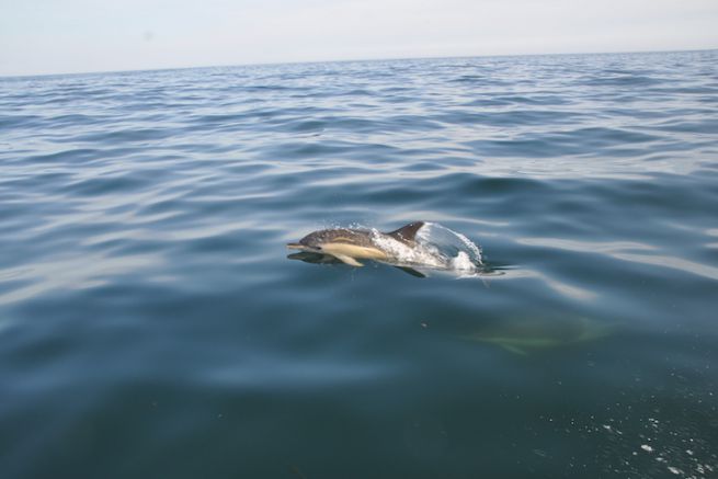 Los delfines comunes al sur de la caada