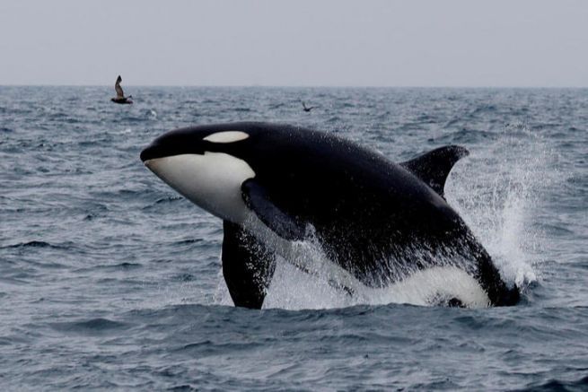 Una orca en accin de caza