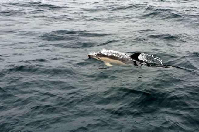Travesa Scilly-Irlanda, una navegacin perfecta con delfines