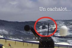 Kito de Pavant es uno de los pocos marineros que ha reconocido que choc con un cachalote