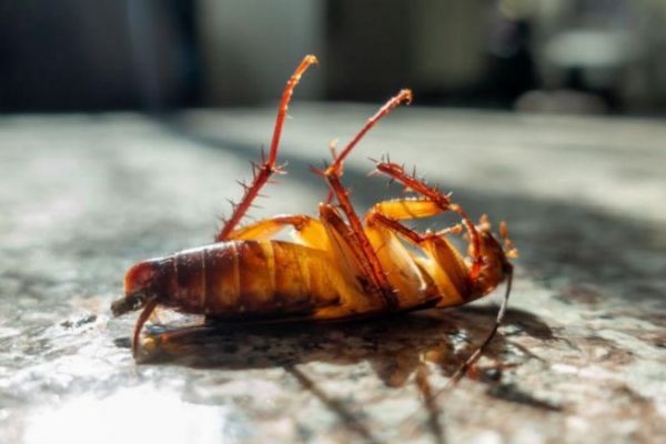 10 consejos para protegerse y deshacerse de las cucarachas a bordo